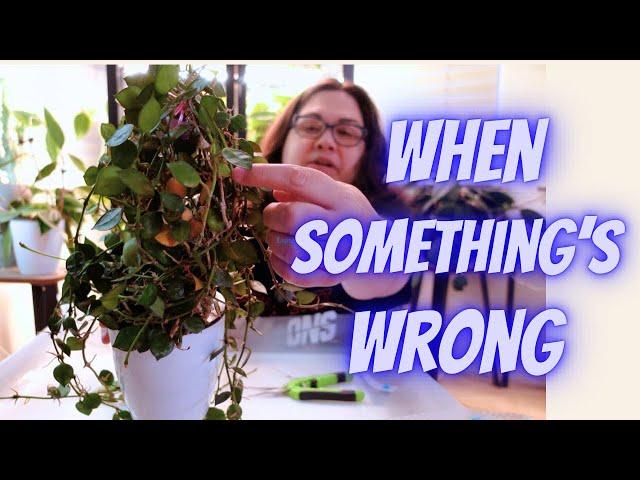 Troubleshooting Hoya Issues | Leaf, Stem, & Root Solutions | Repot 6+ Ft Long Hoya Krohniana! 