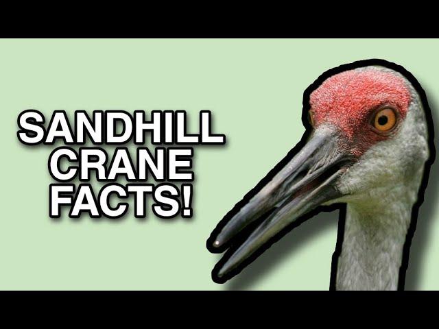 The Life of the Crane: Sandhill Crane Facts!