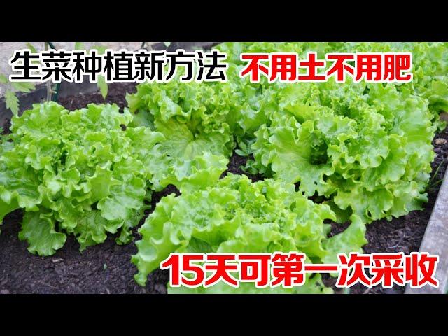 种生菜的“新方法”，不用土、不用肥，简单快速15天可第一次采收|A new method of growing lettuce|水培生菜