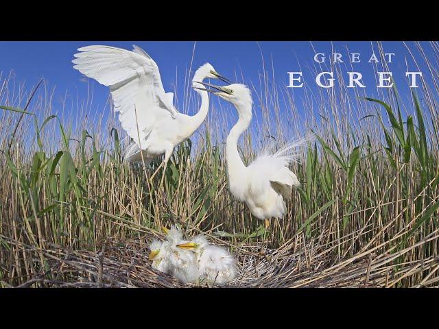 Great Egret. Birds during breeding season.