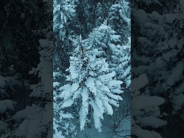 Сахалинская зима️