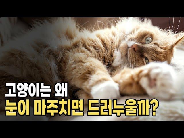 왜 눈을 마주치면 드러누을까? 왜 바닥을 긁을까? 고양이 이상한 행동의 의미.