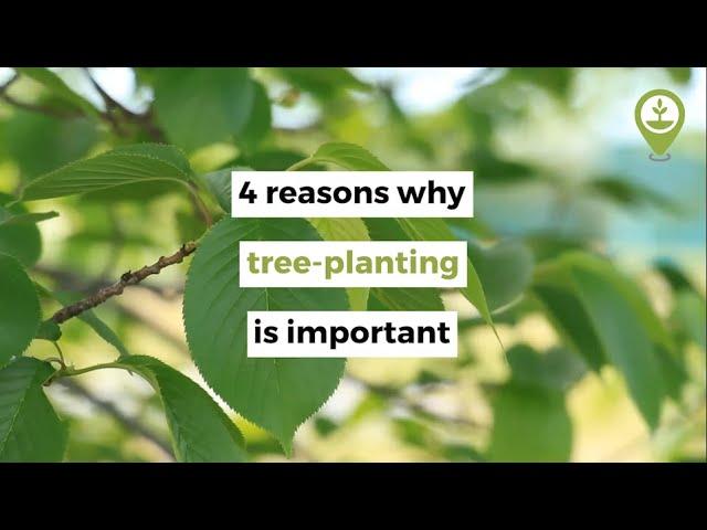 4 reasons why tree-planting is important