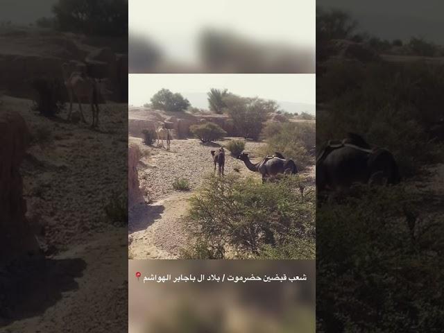 قبضين حضرموت - ال باجابر الهواشم515