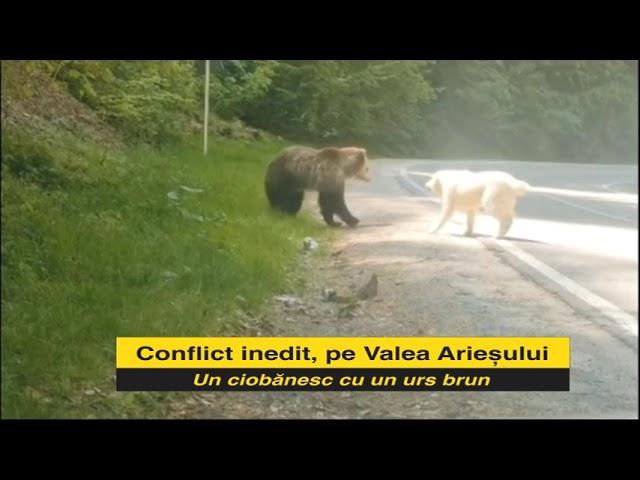 Conflict inedit, pe valea Arieșului: Un urs brun cu un câine ciobănesc!