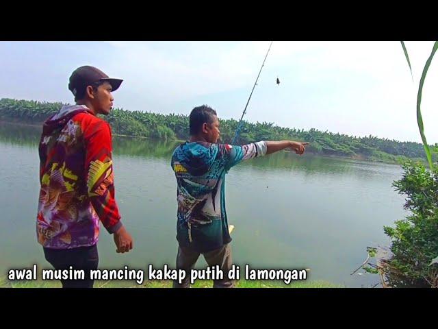 selamat datang musim kakap putih di lamongan