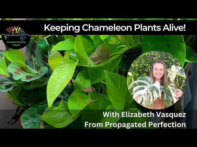 Chameleon Hour - Plants for the Chameleon Cage!