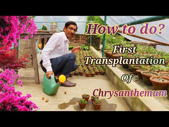 How to grow and transplant Chrysanthemum