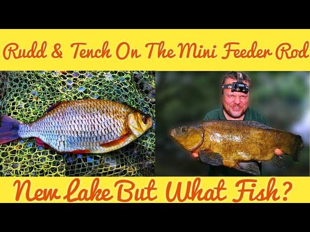 Fishing For Rudd & WHAT Were those Dark Shadows? (Video 190)