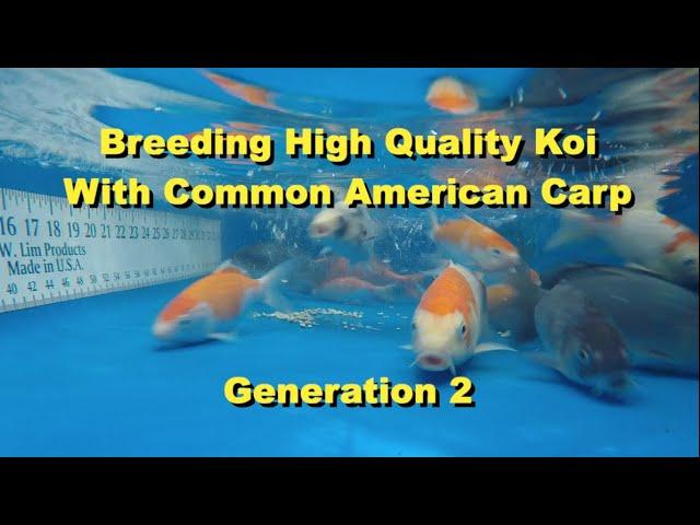 Breeding High Quality Koi With Common Carp - Generation2