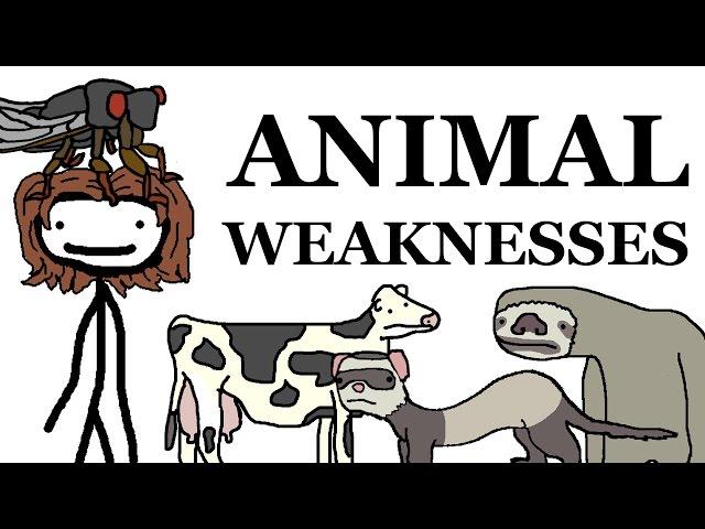 Animal Weaknesses