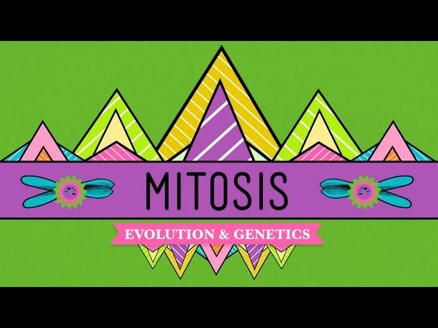 Mitosis: Splitting Up is Complicated - Crash Course Biology #12