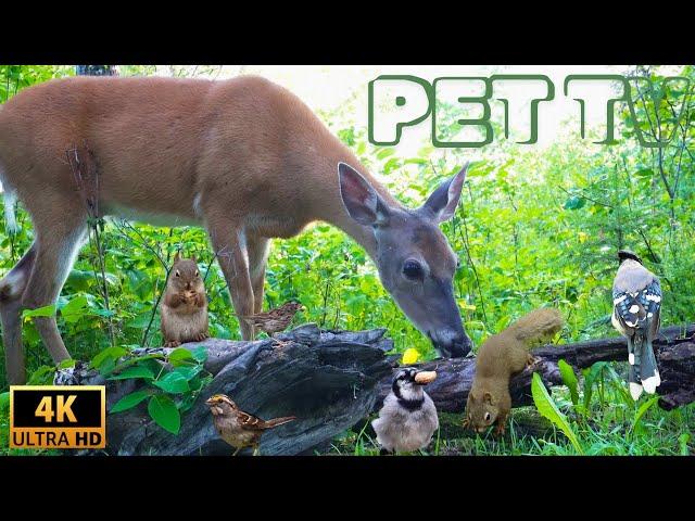 Entertain Your Cat or Dog with Pet TV | Doe a Deer, Speedy Squirrels, and Busy Birds in the Forest