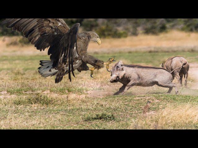 A King Of The Sky - Eagle Attack Warthog In The Wild