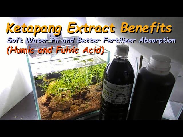 Ketapang Extract Benefits For Fish And Aquarium Plants