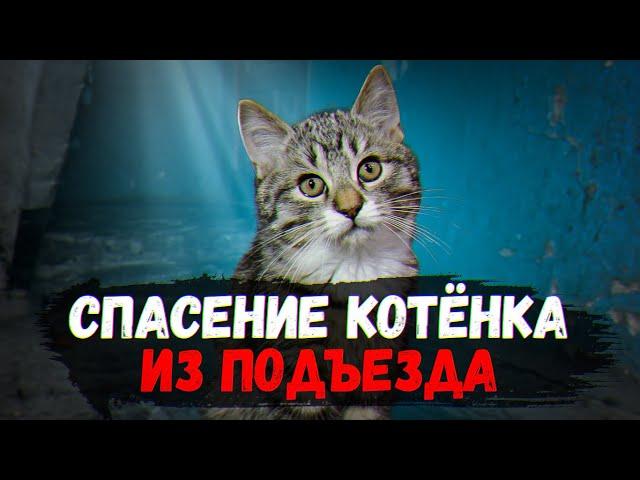 Спасение котенка из подъезда. Ему дали 3 дня / SANI vlog