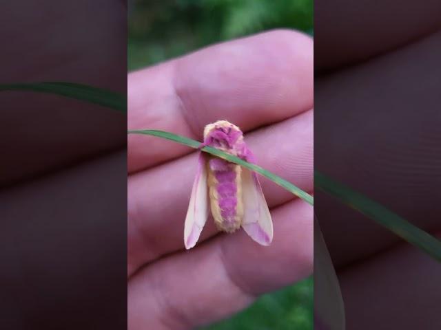 Rosy Maple Moths to melt your heart