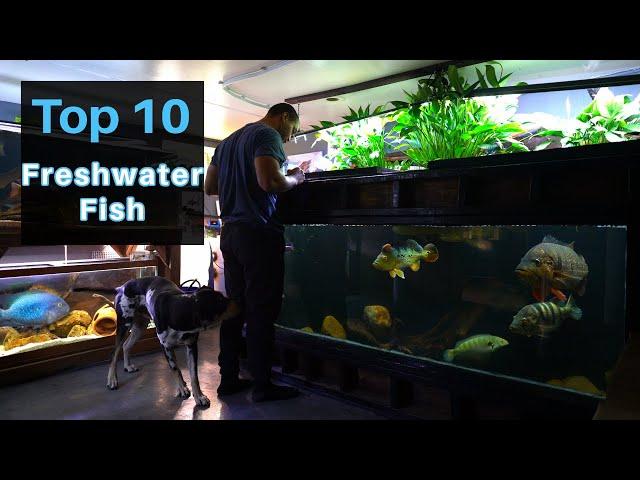 The Top 10 Fish in My Fish room of 100+ Fish