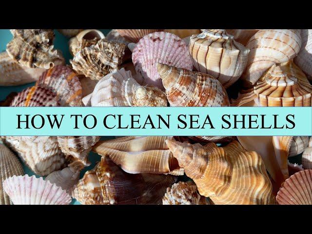 How to clean sea shells. My process for getting crusty, grimy sea shells gorgeous again.