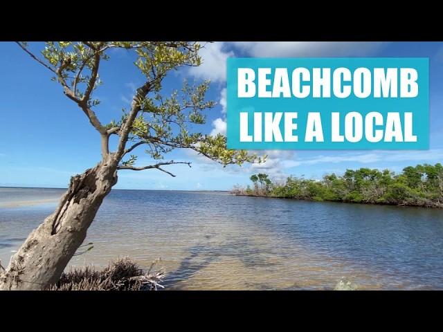 Visit a Florida local beach with a local. Critters, beauty and mini seashells!