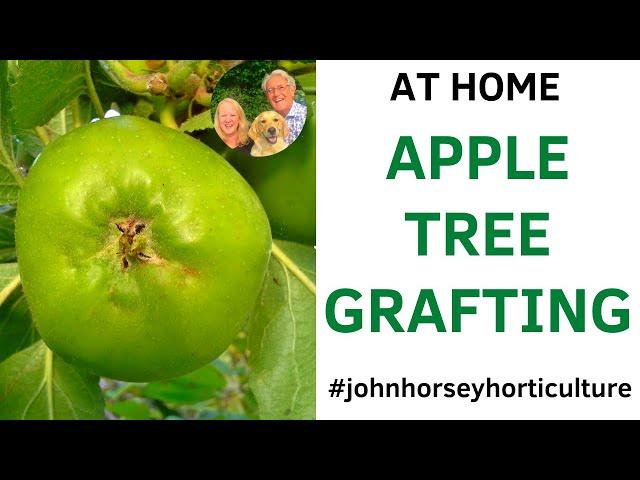 HOW TO GRAFT A BRAMLEY APPLE TREE