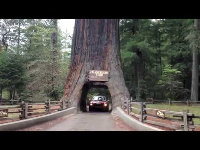 Driving Through 2 Huge Ancient Redwood Trees on the California Coast in a Mini Cooper Convertible