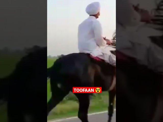 banjayga nahi bangaya ️ |horse transformation video | daaku ek number da ha | #ghoda #marwari #usm