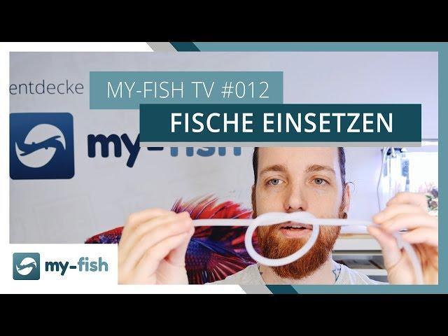 Fische richtig einsetzen - darauf solltest du achten | my-fish TV