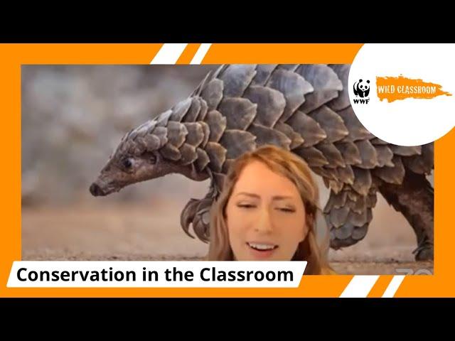 Protecting the Pangolins