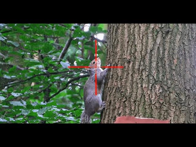 SQUIRREL HUNTING with a 22LR & Hollow Point Ammo