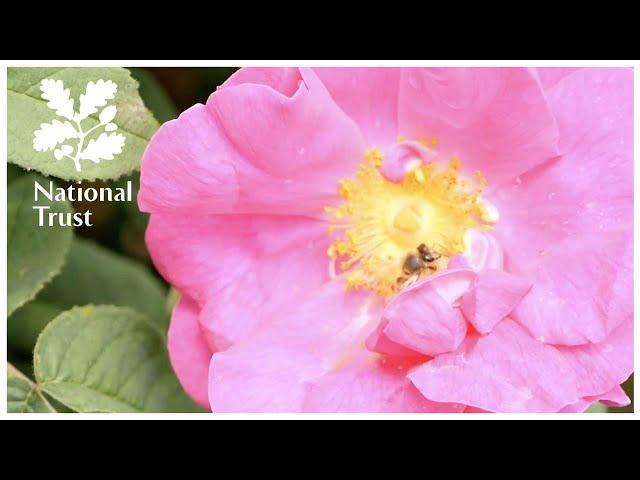 Take a tour of a rose garden with the National Trust at Mottisfont