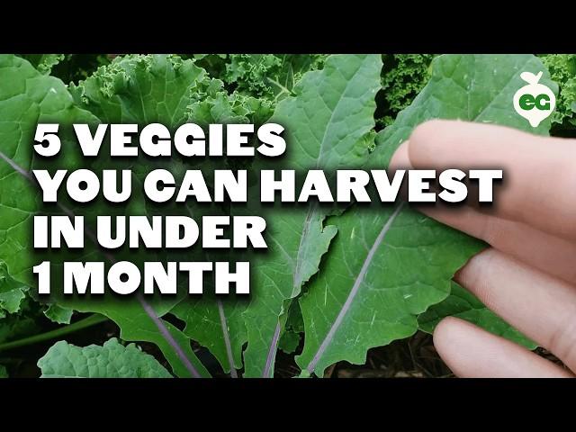 5 Fast Growing Veggies You Can Harvest in Under 1 Month