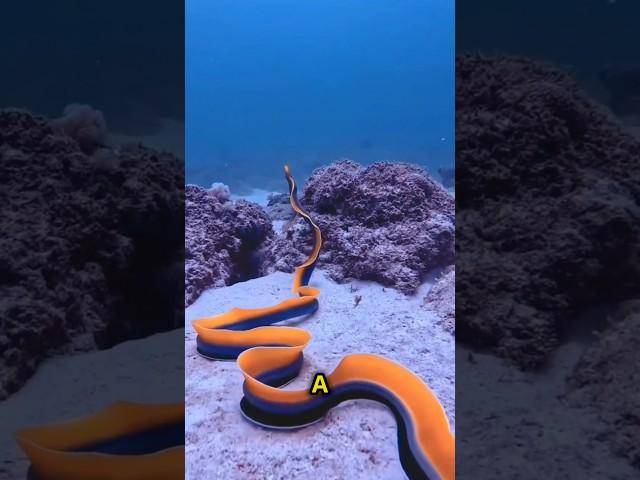 Ribbon Eel Nature’s Master of Transformation