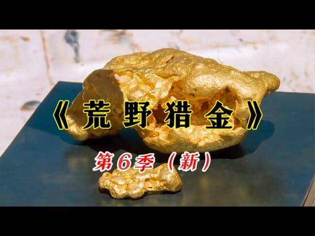 新荒野猎金S6:这片土地品位有多高？大块狗头金时常出现遍地沙金