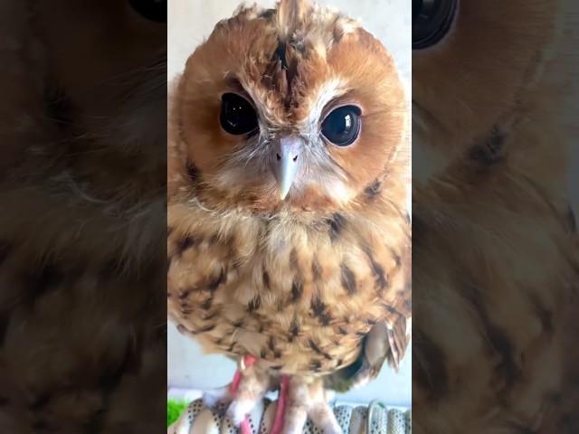 Babe ️  #owl #beauty #bird #birdslover #owls #owllovers #owllove #birdsounds #birds