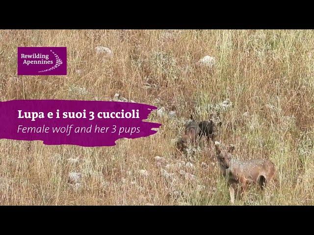 Lupa e i suoi tre cuccioli - Female wolf and her three cubs