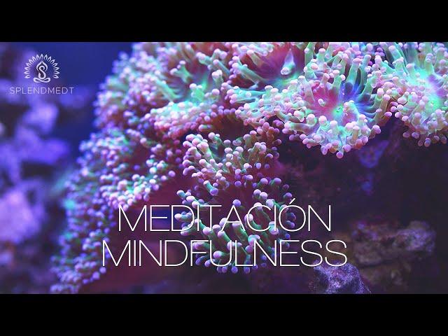 Meditación Mindfulness para Principiantes | Splendmedt