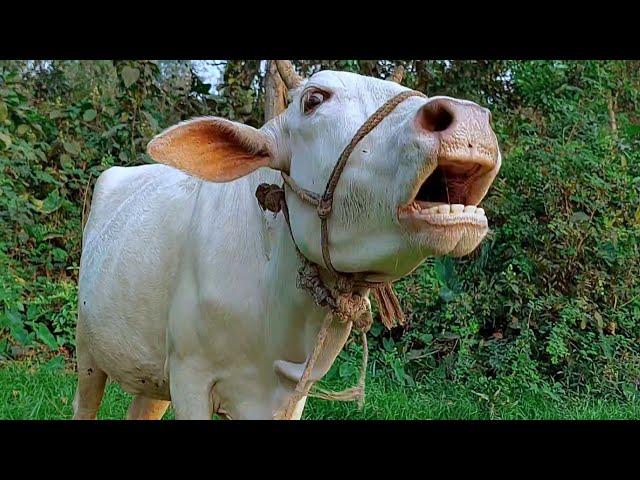 Real Cow Mooing Sound And Videos, 7 Cow Sound Loudly At Village | Tobibul