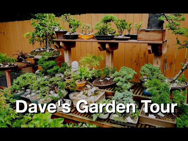 Dave's Garden Tour:  Dave's Bonsai E428