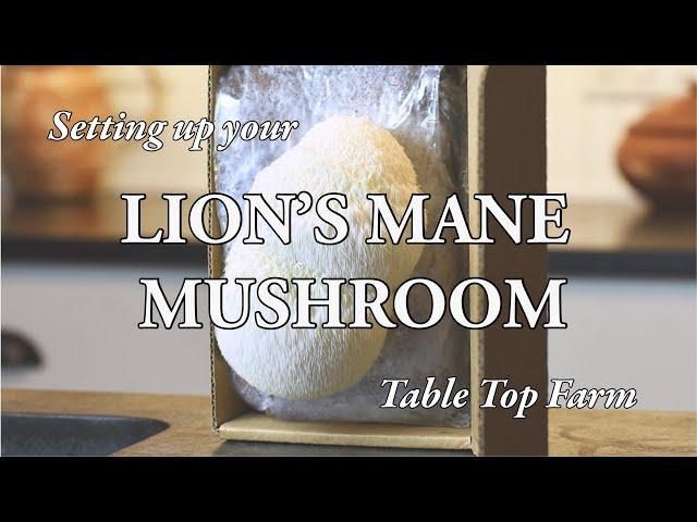 Lion's Mane Mushroom Table Top Farm Set Up