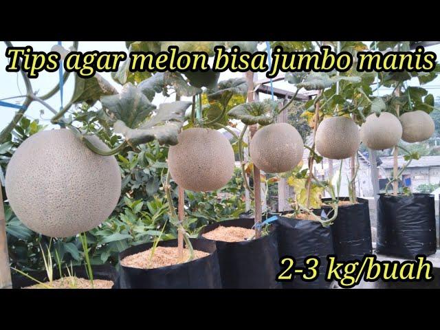 Cara menanam melon di polybag agar buah jumbo dan manis#fase generatif sampai panen