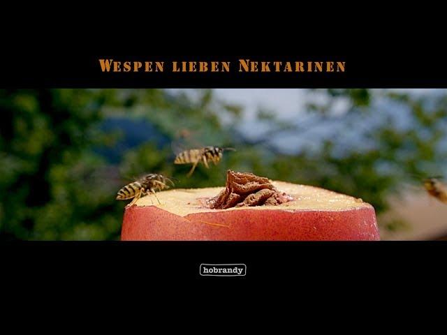 Wespen lieben Nektarinen