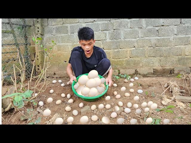 Orphan Boy - Harvesting Chicken Eggs and Bringing them to the Market to Sell