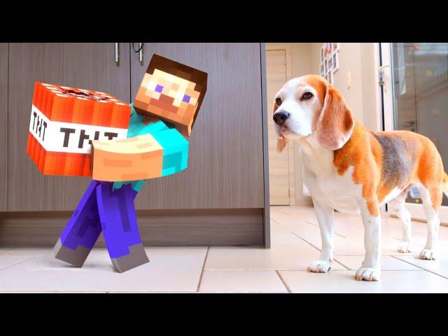 Minecraft In Real LIFE vs Dogs : Funny Beagle Dogs Louie & Marie