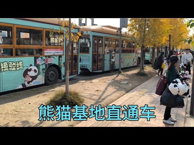 四川成都大熊猫繁育基地，门票55进去看看国宝