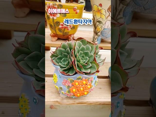 #청담다육 #이에르메스다육 #임영웅 #바램