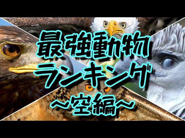 対決!!世界最強動物ランキング～空・鳥類編～