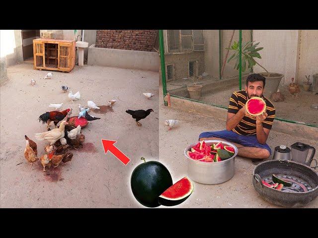 Watermelon juice  For My Birds | Pets