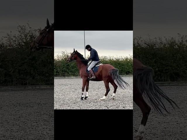 Young horse Rearing and Napping to PSG Dressage with help form Michael Peace@thinkequus #dressage