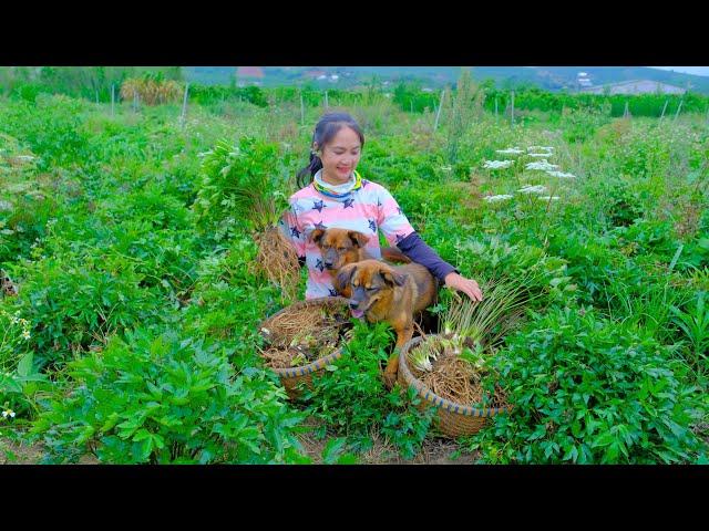 Harvesting Korean Ginseng Goes To Market Sell - Farm, Cooking, Feeding Puppies | Tieu Lien